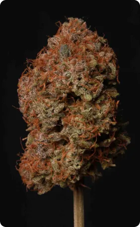 Blue Moby© Autoflowering Collectible Seeds